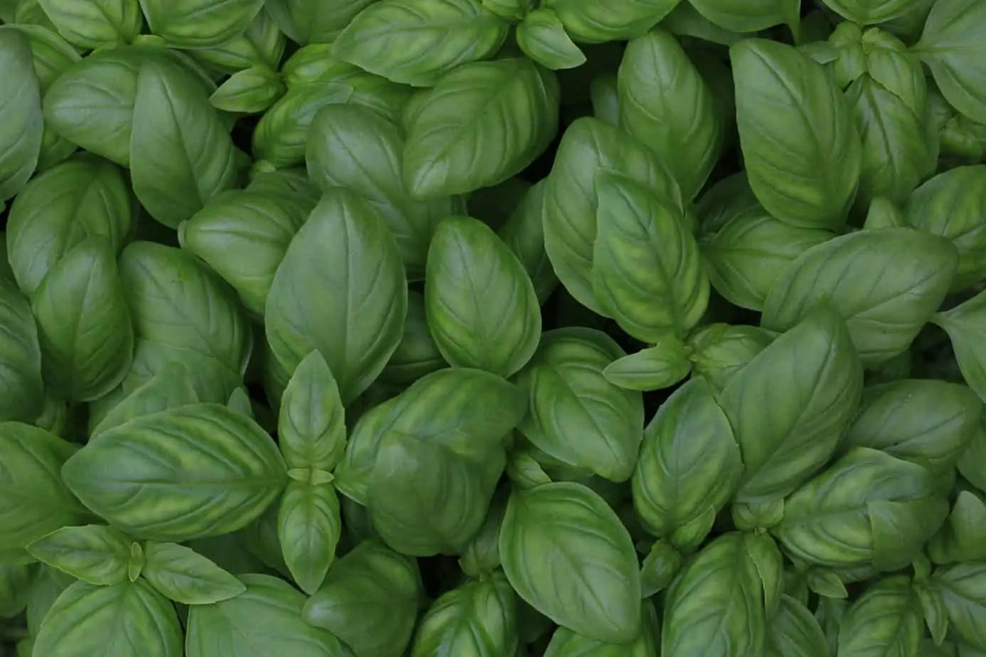 Holy Basil Benefits: What 8 Studies Reveal