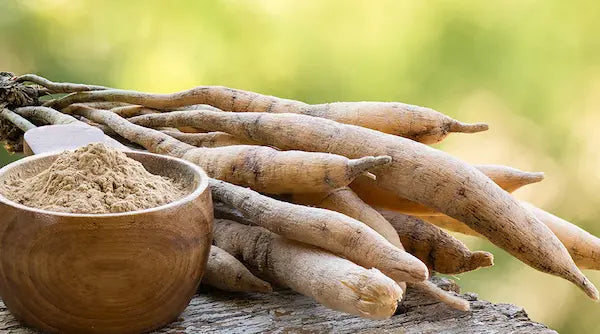 Shatavari: Empowering Women's Health with Nature's Secret