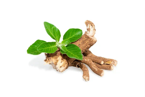 Ashwagandha root with fresh green leaves isolated on a white background.