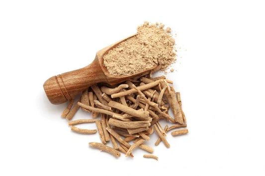 Ashwagandha root powder in a wooden scoop with dried Withania somnifera roots isolated on a white background.